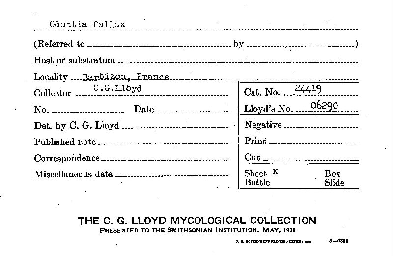 Odontia fallax image