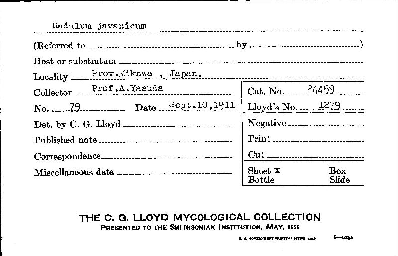 Radulum javanicum image