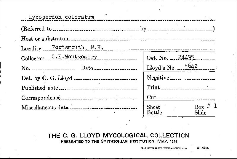 Lycoperdon coloratum image