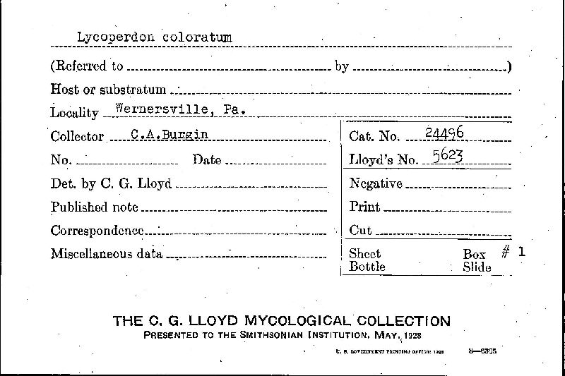 Lycoperdon coloratum image
