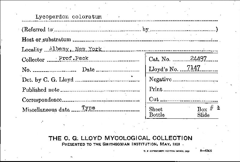 Lycoperdon coloratum image