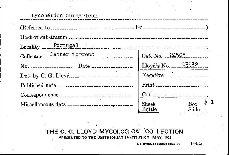 Lycoperdon hungaricum image