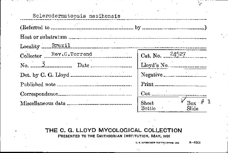 Sclerodermatopsis image