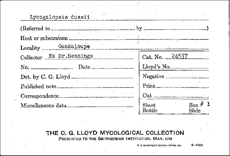 Lycogalopsis dussii image