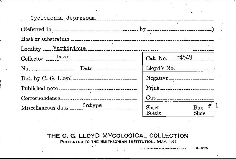 Cycloderma depressum image