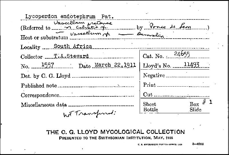 Lycoperdon endotephrum image