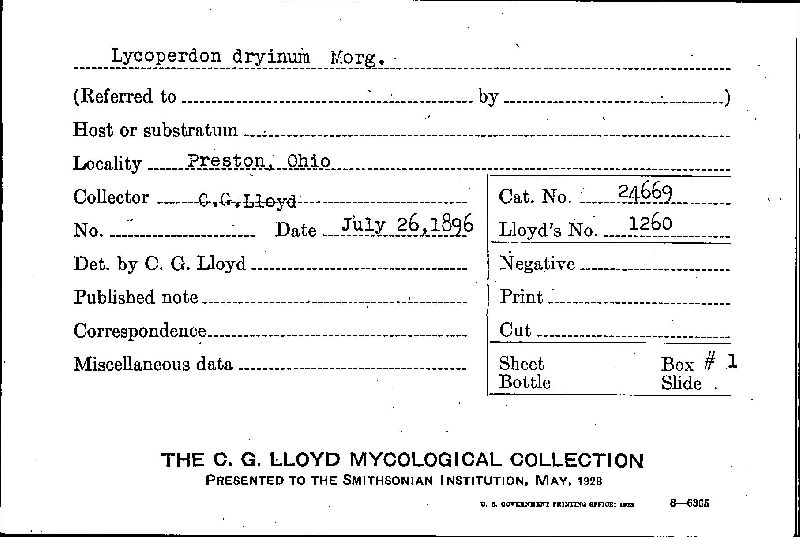 Lycoperdon dryinum image