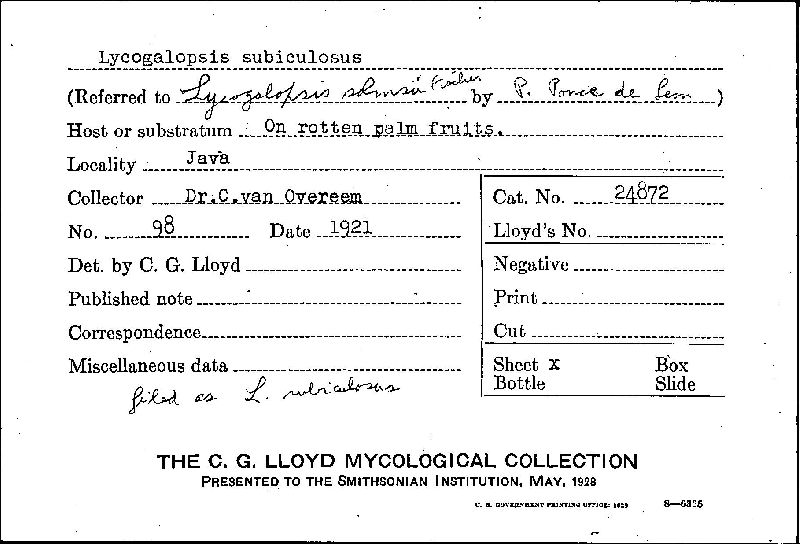 Lycogalopsis subiculosus image