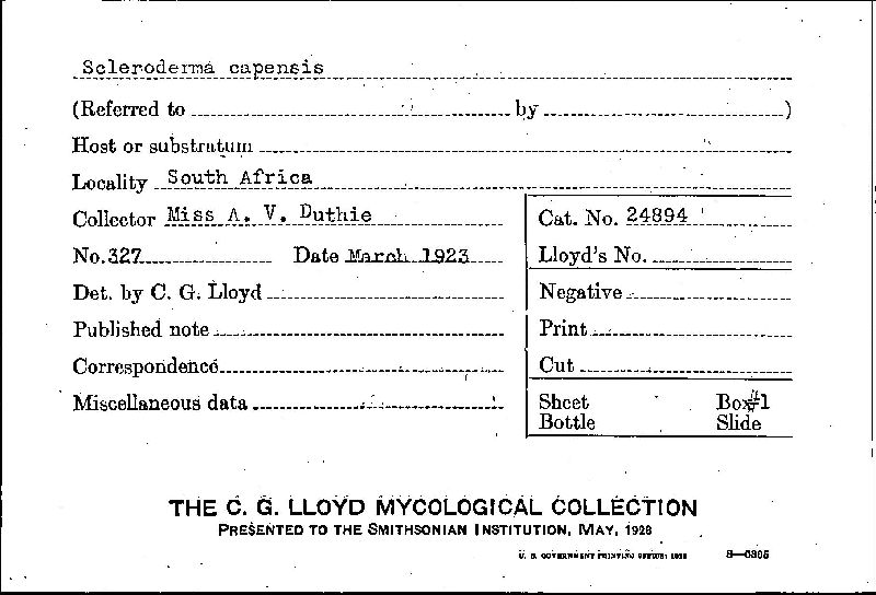 Scleroderma capensis image