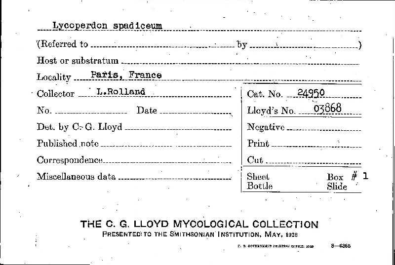 Lycoperdon spadiceum image