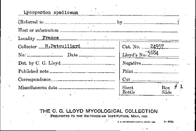 Lycoperdon spadiceum image