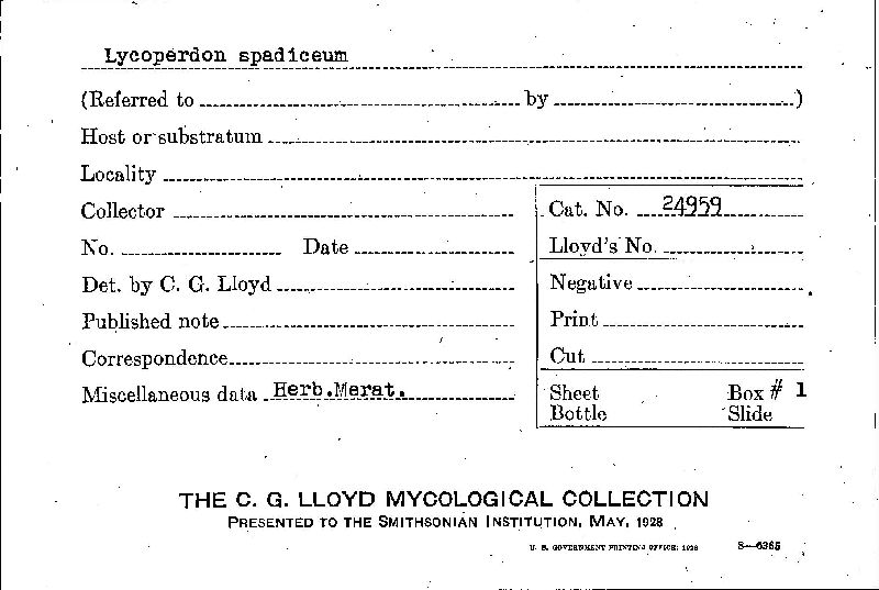 Lycoperdon spadiceum image