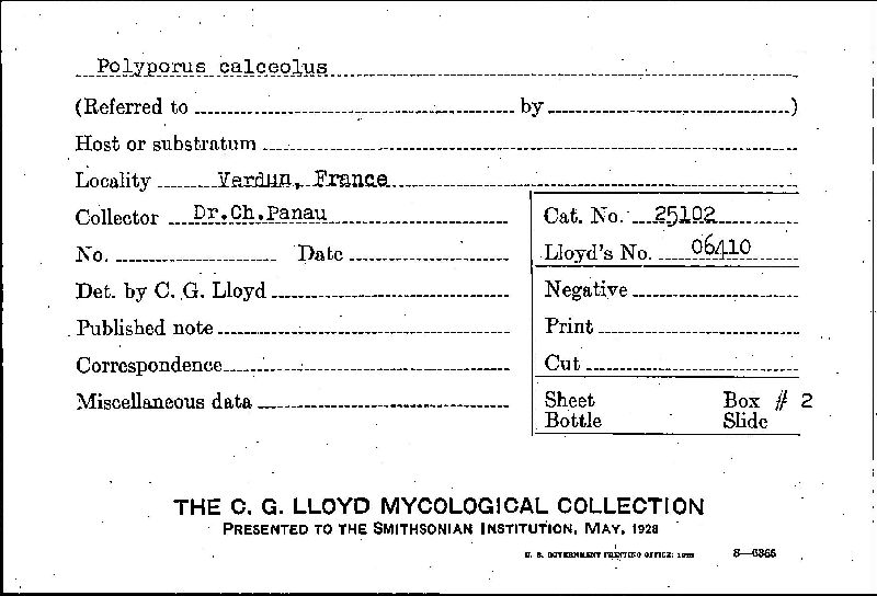 Polyporus calceolus image