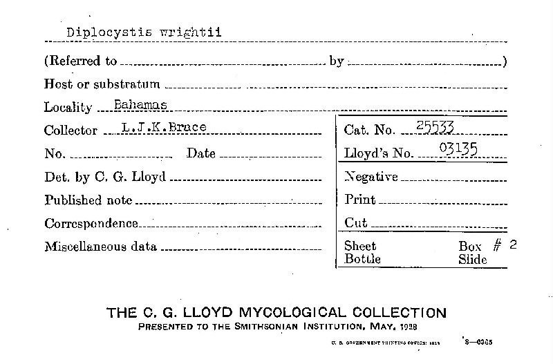 Diplocystis wrightii image