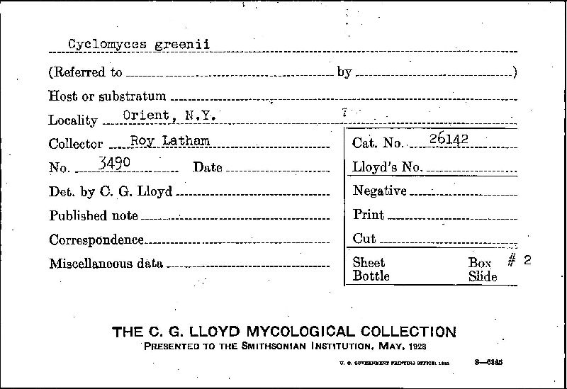 Cyclomyces greenii image