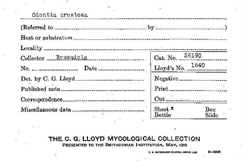 Basidioradulum crustosum image