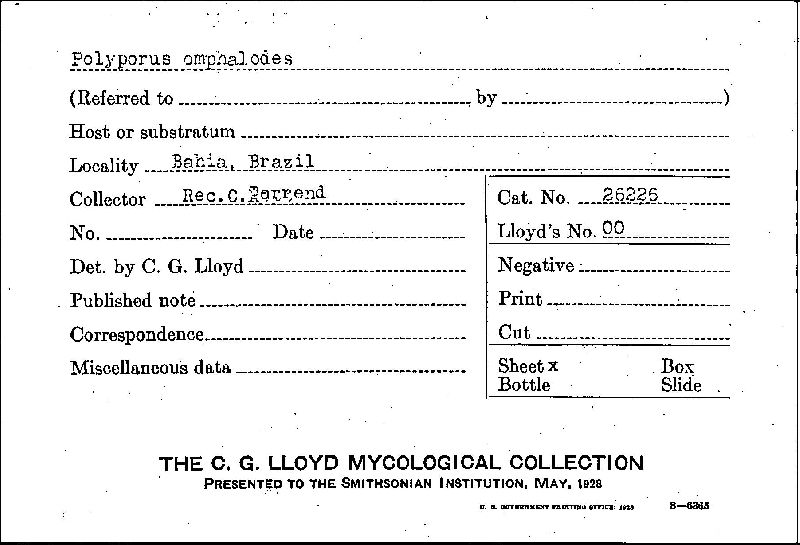 Polyporus omphalodes image