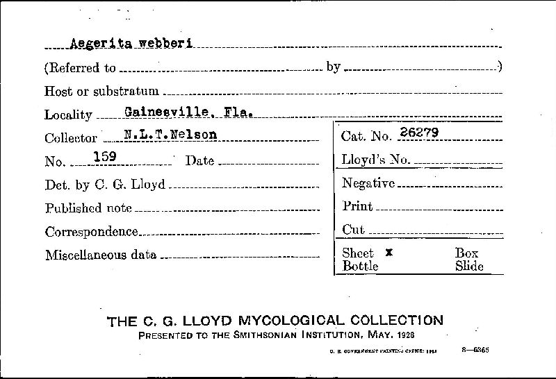 Aegerita webberi image
