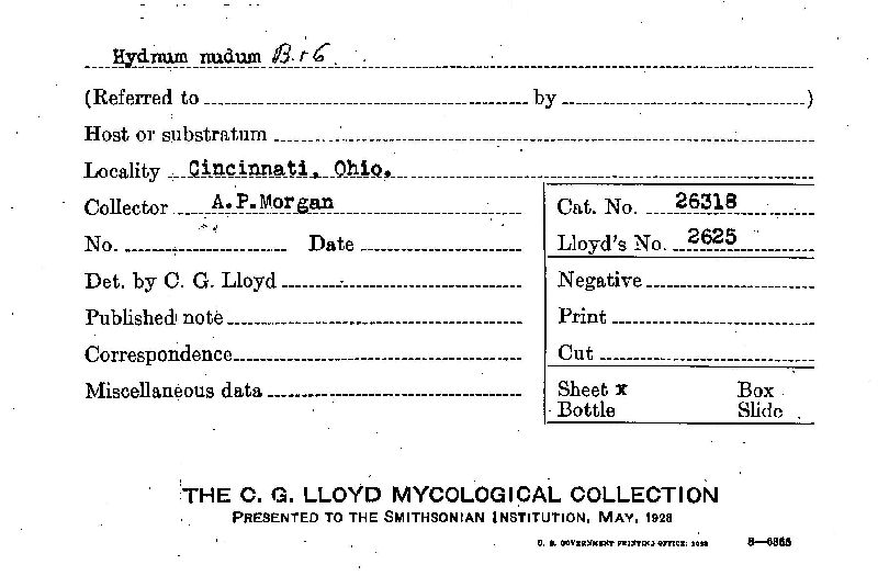 Hydnum nudum image