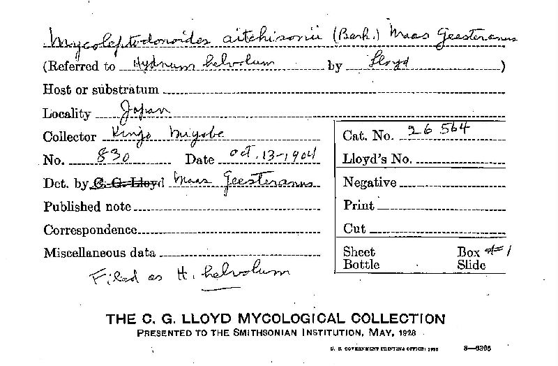 Hydnum helvolum image