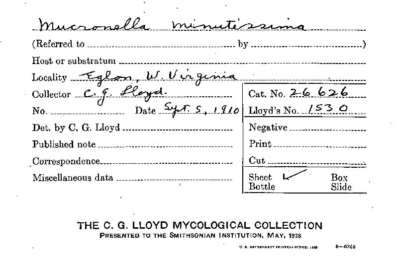 Mucronella minutissima image