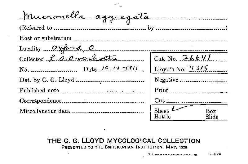 Mucronella aggregata image