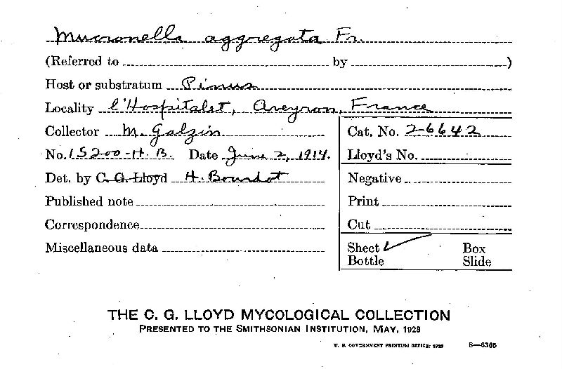 Mucronella aggregata image