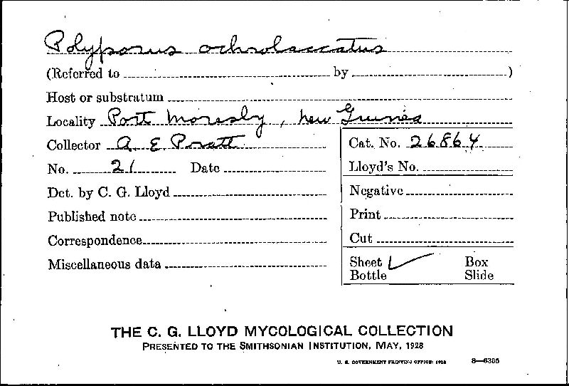 Ganoderma ochrolaccatum image