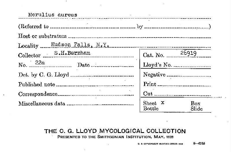 Merulius aureus image