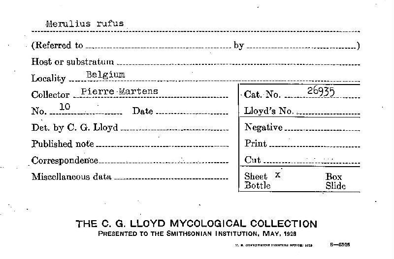 Merulius rufus image