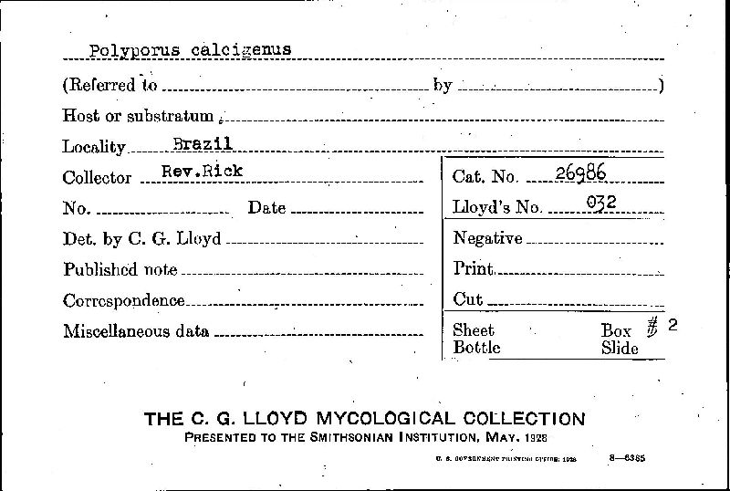 Amauroderma calcigenum image