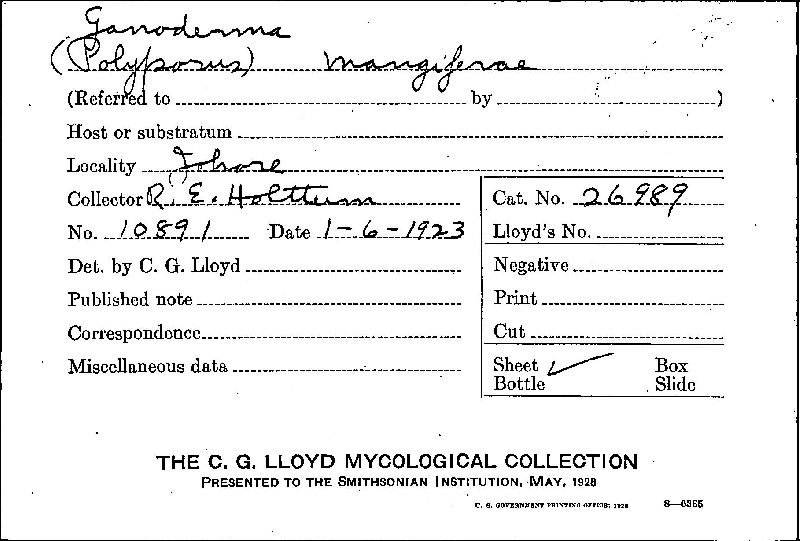 Ganoderma mangiferae image