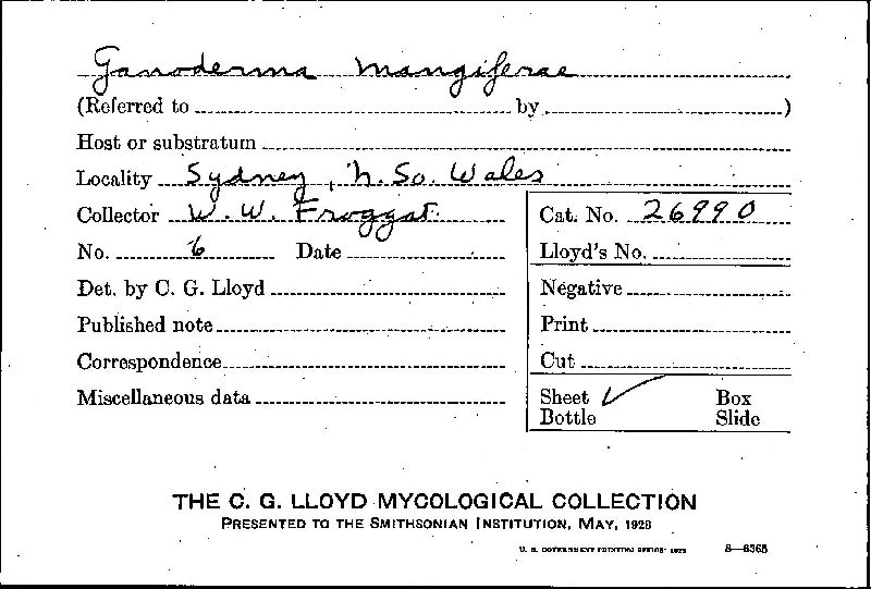 Ganoderma mangiferae image