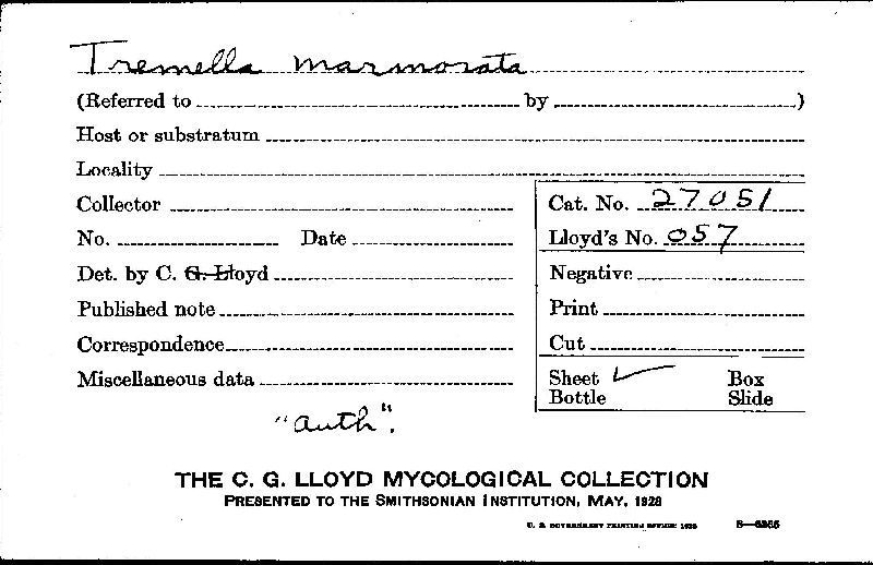 Mylittopsis marmorata image