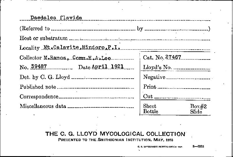 Daedalea flavida image