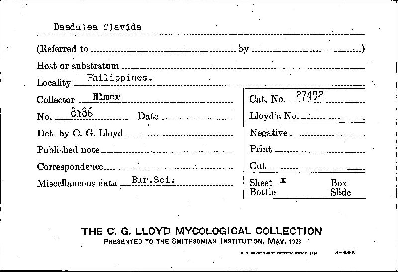 Daedalea flavida image