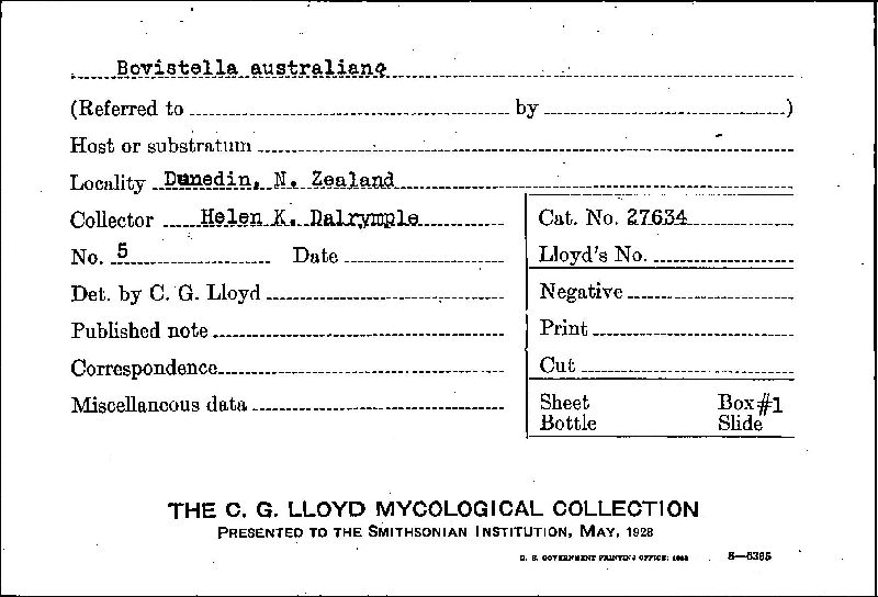 Bovistella australiana image