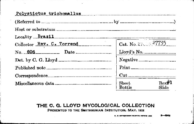 Trichaptum trichomallum image