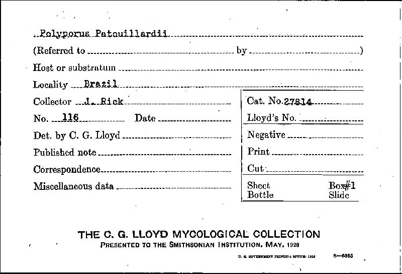 Inonotus patouillardii image