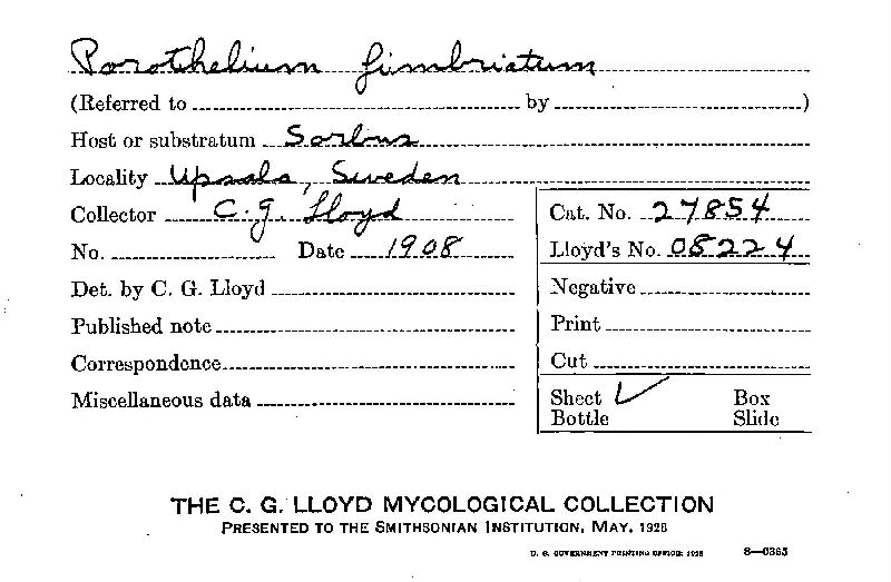 Porotheleum image