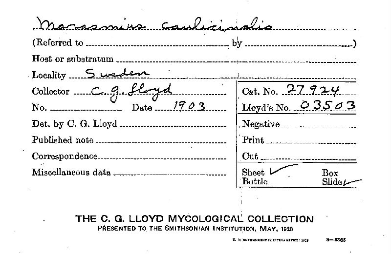 Marasmius caulicinalis image