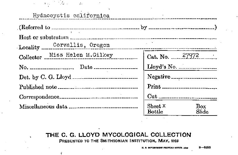 Hydnocystis californica image