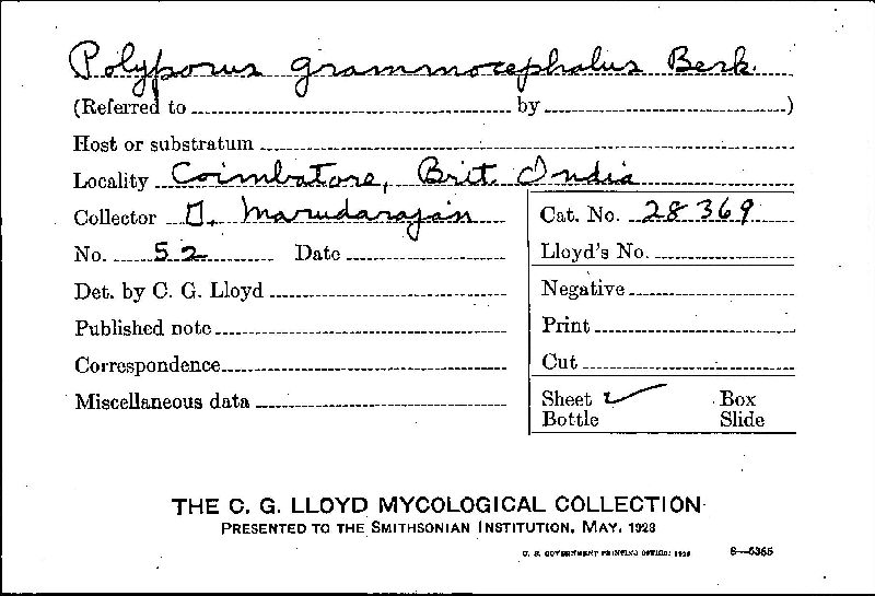 Polyporus grammocephalus image