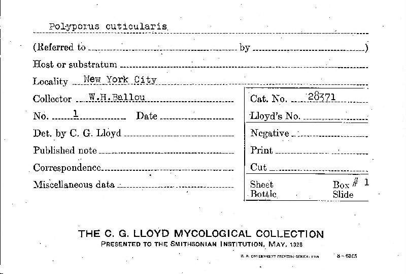 Inonotus cuticularis image