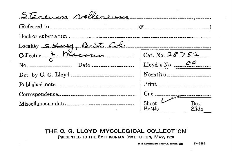 Stereum vellereum image