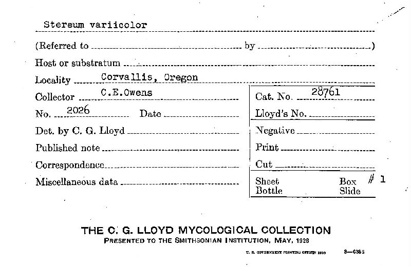 Stereum variicolor image