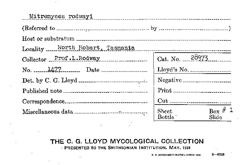 Mitremyces rodwayi image