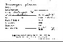 Microstoma floccosum image