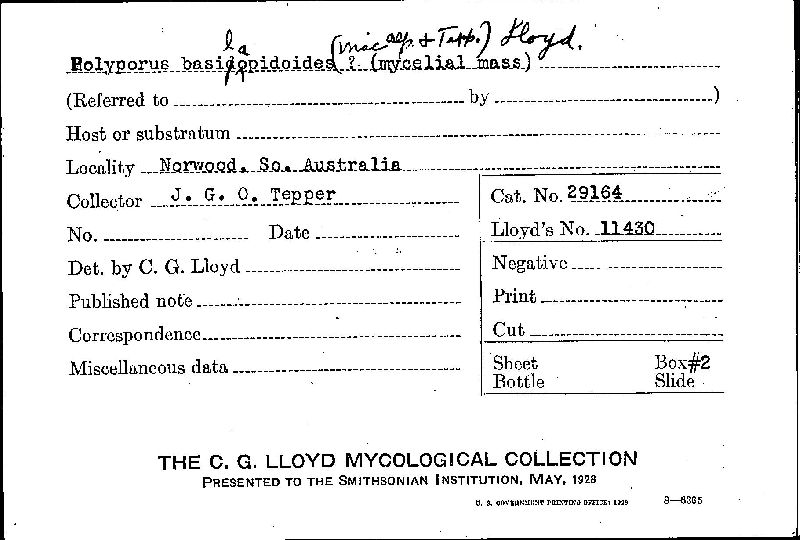 Laccocephalum basilapidoides image