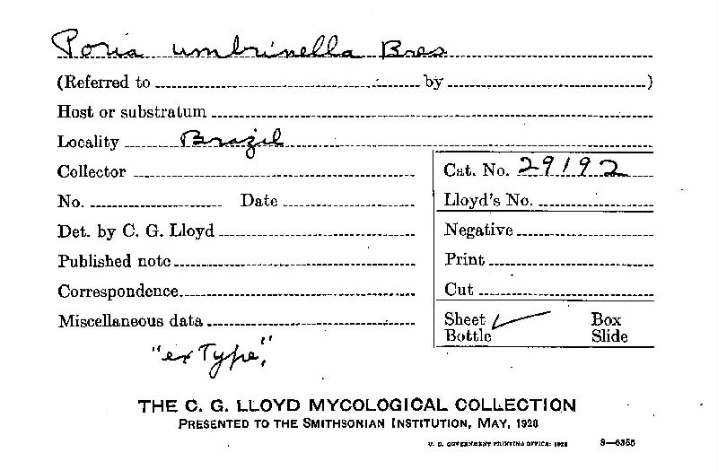 Phellinus umbrinellus image